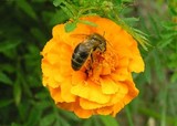 Une abeille sur une fleur