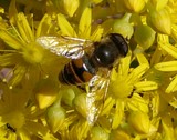 Abeille sur des fleurs jaunes
