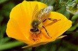 Une abeille butine