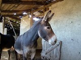 Une mule