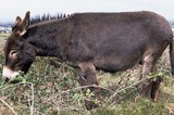 Un âne dans un champ