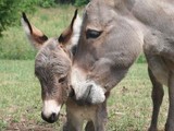 Un âne et son bébé