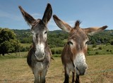 Deux ânes de face