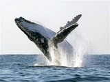 Baleine 