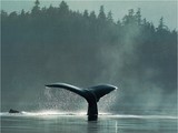 la queue d'une baleine