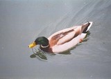Un canard dans l'eau