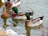 2 mâles colvert et une canne
