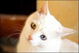 Chat blanc