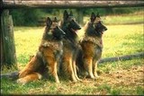 3 bergers allemands au repos