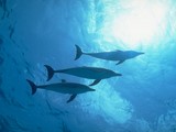 3 dauphins nagent