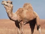 La bosse du dromadaire