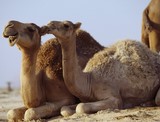 Deux dromadaires allongés