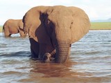 Elephant traversant une rivière