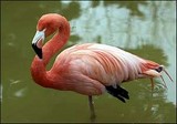 flamant rose debout sur une seule patte