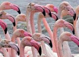 Plusieurs têtes de flamant rose