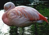 beau flamant rose