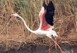 flamant rose prend son envole