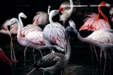 Plusieurs flamants roses