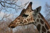 tête d'une girafe