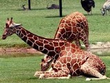 Une girafe assise