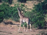 photo d'une girafe
