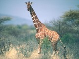 girafe dans la savane africaine