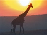 girafe en contre jour