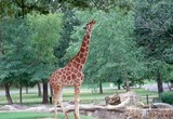 Une girafe mange les feuilles d'un arbre