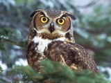 photo d'un hibou