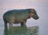 hippopotame