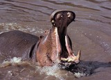 hippopotame dans l'eau qui baille