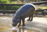 hippopotame au bord de l'eau