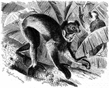 indri en noir et blanc