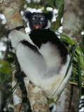 indri