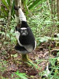 Indri sur un tronc d'arbre