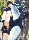indri heureux