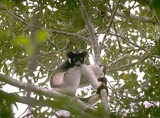 Indri le lémurien