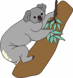 koala sur une branche