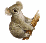 Gif koala