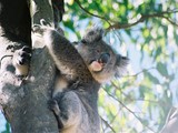 koala