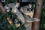 2 koalas sur un arbre