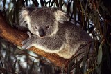 koala sur une branche