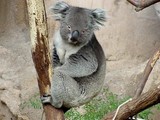 koala éveillé
