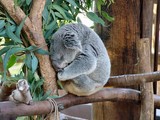koala en train de dormir