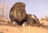 lion