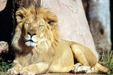 la sieste du lion
