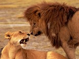 Lion et lionne