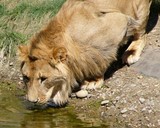Un lion s'abreuve