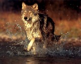 animal sauvage : le loup
