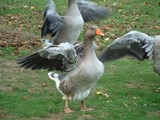 Une oie bat des ailes